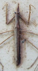 Ranatra parvipes vicina