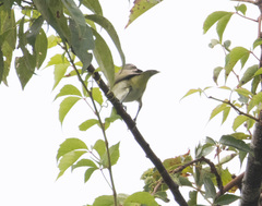 Vireo