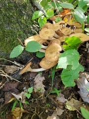 Physalacriaceae