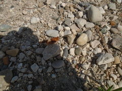 Oedipoda