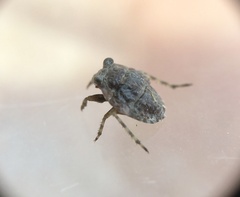 Gelastocoris oculatus