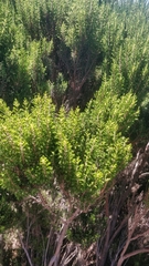 Erica arborea