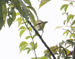 Vireo