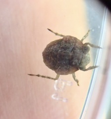 Gelastocoris oculatus