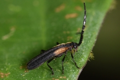 Elateroidea