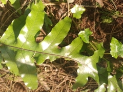 Microsorum pustulatum