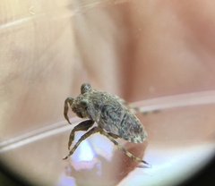 Gelastocoris oculatus