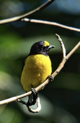 Euphonia chlorotica