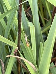 Conocephalus brevipennis