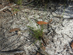 Schoenus ornithopodioides