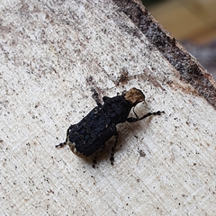 Platyrhinus resinosus
