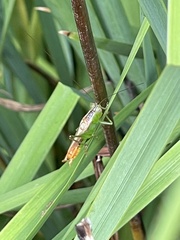 Conocephalus brevipennis
