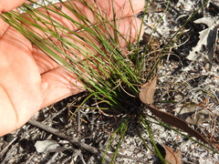 Schoenus ornithopodioides