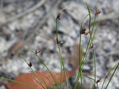 Schoenus ornithopodioides