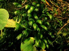 Fissidens