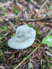 Clitocybe odora