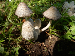 Coprinopsis variegata