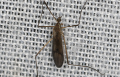 Molophilus