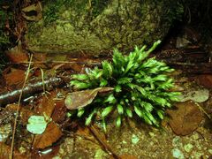 Fissidens