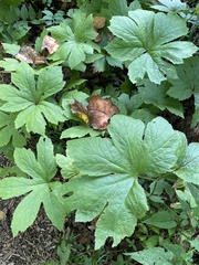 Hydrastis canadensis