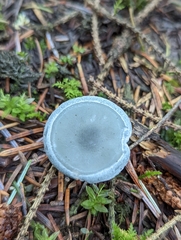 Clitocybe odora