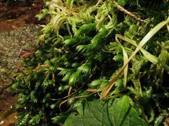 Fissidens