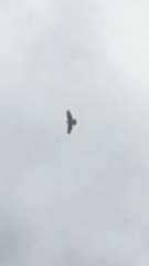 Buteo