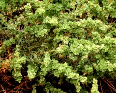 Atriplex canescens
