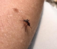 Psorophora longipalpus