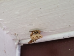 Mischocyttarus mexicanus