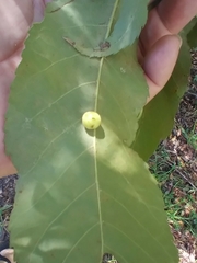 Caryomyia persicoides