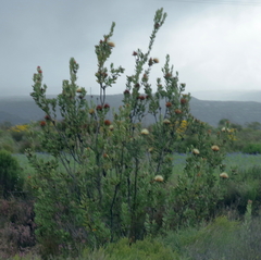 Protea glabra