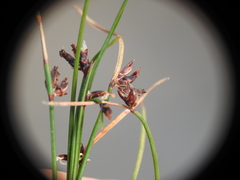 Schoenus ornithopodioides