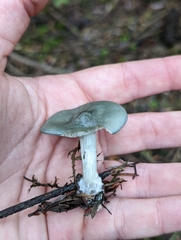 Clitocybe odora
