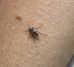 Psorophora longipalpus