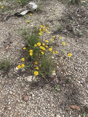 Thymophylla pentachaeta