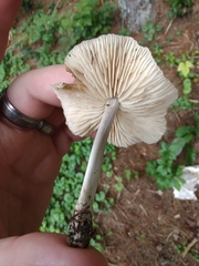 Marasmius nigrodiscus
