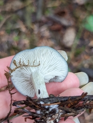 Clitocybe odora