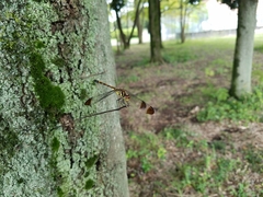 Sympetrum infuscatum