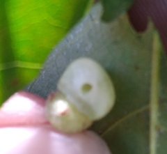 Caryomyia persicoides