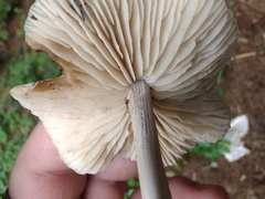 Marasmius nigrodiscus