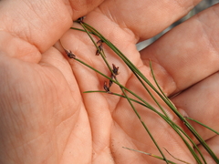 Schoenus ornithopodioides