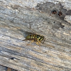 Vespula squamosa