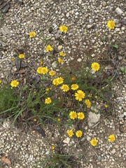 Thymophylla pentachaeta