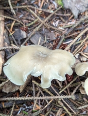 Clitocybe odora