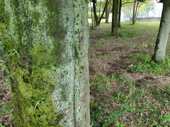 Sympetrum infuscatum