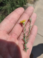 Xanthisma spinulosum
