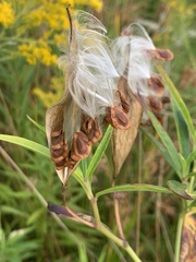 Asclepias incarnata