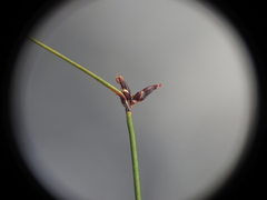 Schoenus ornithopodioides