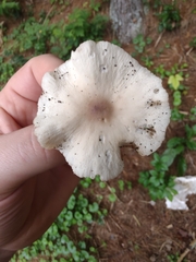 Marasmius nigrodiscus